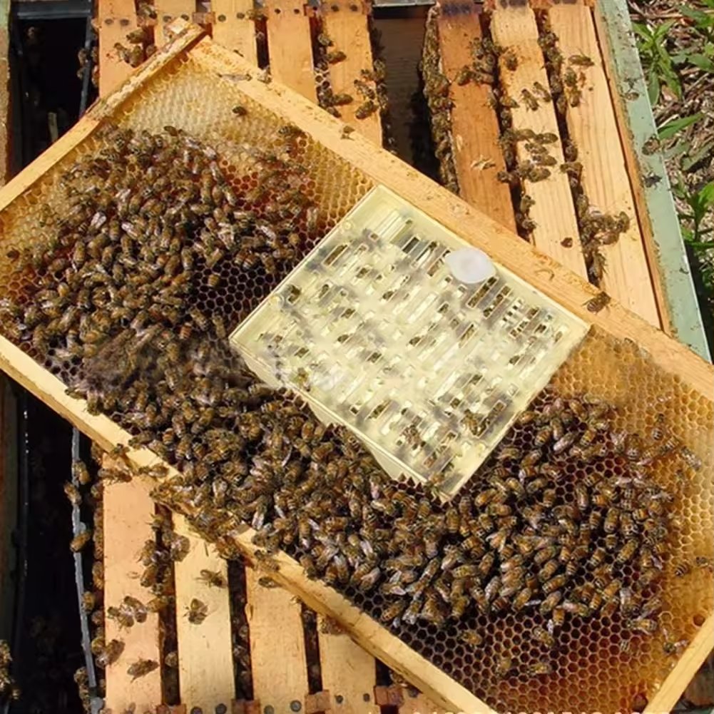 Several Methods Of Queen Rearing | MULTI-SWEET GROUP
